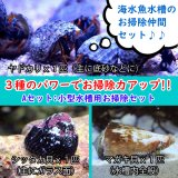 海水魚 貝 スーパーコケ掃除３点セット 90ｃｍ水槽用 シッタカ貝 マガキ貝 ヤドカリ 底砂 ガラス面 ライブロックに 合計15匹 サンプル画像 ペットバルーン ネットショップ