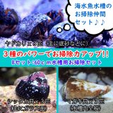 コケ取り貝・貝類 [海水生物] (ペットバルーン ネットショップ)