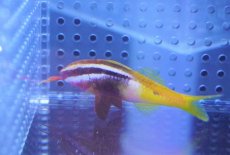 画像2: 【海水魚】【通販】インドヒメジ【1匹】（±5-6cm）（サンプル画像）（生体）(海水魚)（サンゴ） (2)