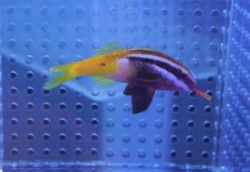 画像3: 【海水魚】【通販】インドヒメジ【1匹】（±5-6cm）（サンプル画像）（生体）(海水魚)（サンゴ） (3)