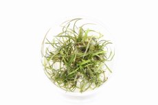 画像1: 【水草】【通販】クリプトコリネ トンキネンシス(無農薬)【1カップ】(陰性水草) (1)