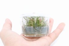 画像2: 【水草】【通販】クリプトコリネ トンキネンシス(無農薬)【1カップ】(陰性水草) (2)