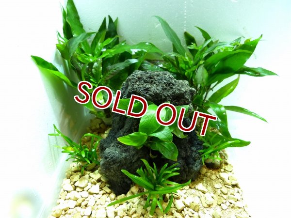 水草】【通販】No3 お得水草入門レイアウトセット(20cm)[水草][お得水草入門レイアウトセット(20〜60cm)] - ペットバルーン  ネットショップ