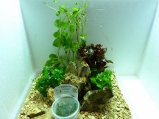 画像1: 【水草】【通販】No5 お得水草入門レイアウトセット ソイル付(30cm)[お得水草入門レイアウトセット(20〜60cm)] (1)