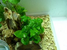 画像5: 【水草】【通販】No5 お得水草入門レイアウトセット ソイル付(30cm)[お得水草入門レイアウトセット(20〜60cm)] (5)