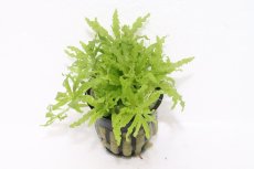 画像1: 【水草】【通販】ポゴステモン ヘルフェリー(輸入品)【1ポット】(前景〜中景草) (1)