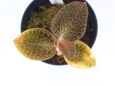 画像1: 【水草】アネクトキルス sp brown with golden lines【1つ サンプル画像】(観葉植物) (1)