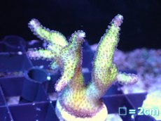 画像1: 【10%OFFクーポンブラックフライデー対象品】【サンゴ】【通販】フラグ トゲサンゴsp. (Green Polyp）（1個）（±3-4ｃｍ）（サンプル画像）（生体）（サンゴ） (1)