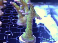 画像2: 【10%OFFクーポンブラックフライデー対象品】【サンゴ】【通販】フラグ トゲサンゴsp. (Green Polyp）（1個）（±3-4ｃｍ）（サンプル画像）（生体）（サンゴ） (2)