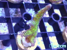 画像3: 【サンゴ】【通販】フラグ トゲサンゴsp. (Green Polyp）（2個セット）（±3-4ｃｍ）（サンプル画像）（生体）（サンゴ） (3)