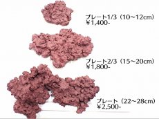 画像1: 【サンゴ】【通販】マメライブロックプレート（1/3）（1枚）（±10-12ｃｍ）（サンプル画像）（生体）（サンゴ） (1)