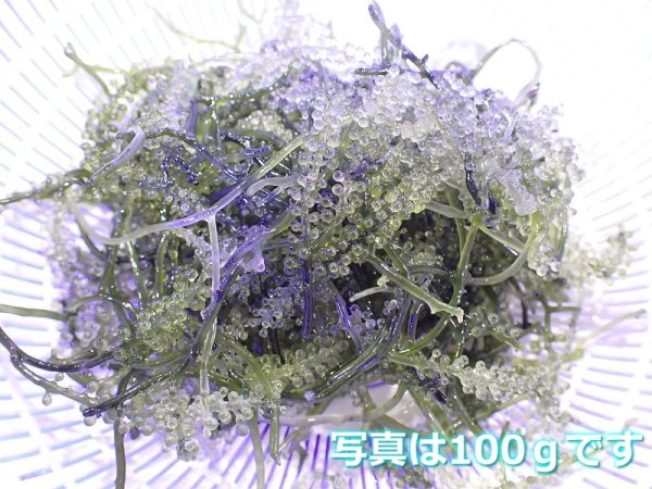 サンゴ】【通販】餌として、リフジウム水槽にもOK! ウミブドウ（100ｇ）【1パック】（サンプル画像） （生体）（サンゴ） - ペットバルーン  ネットショップ