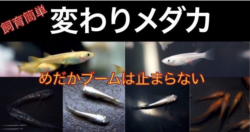 淡水魚 ペットバルーン ネットショップ