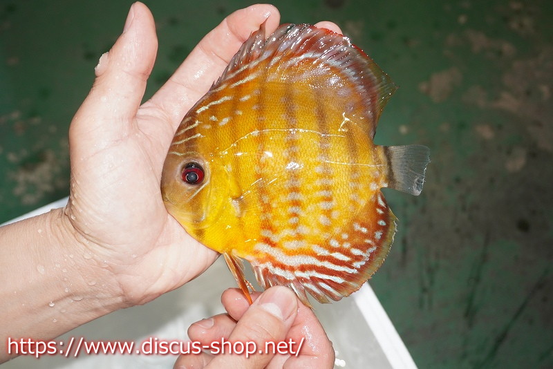 ワイルドディスカス】ラーゴイナヌ レッドデヴィルロイヤル【個体販売】13cm（生体） - 魚類、水生生物