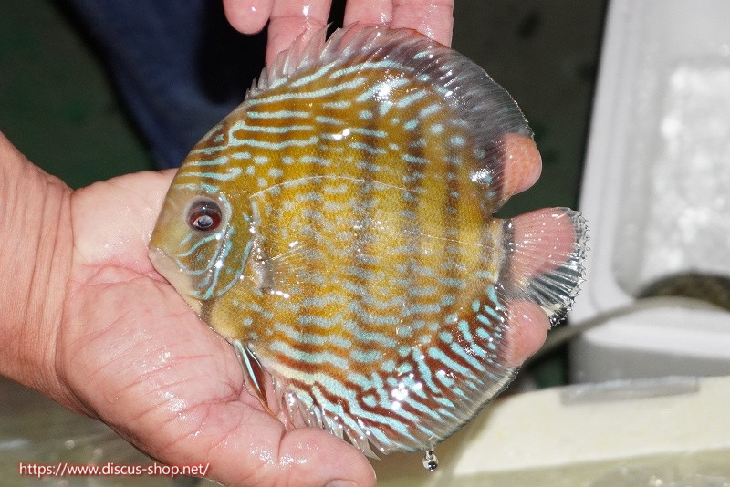 ブルー系ディスカス 写真の個体全て！ ※土日祝日引き取りのみ限定。 - 魚類、水生生物