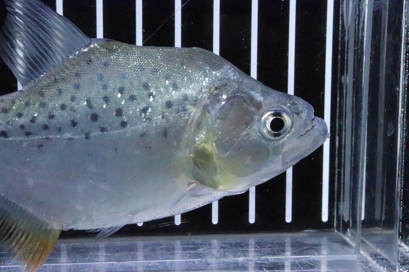 淡水魚 大特価 No4 ブラックピラニア ペルー産 個体販売 11cm 大型魚 生体 熱帯魚 ｎｋｏ ペットバルーン ネットショップ