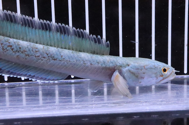 （熱帯魚）ルビーレッドオスカー　1匹　約7-10cm　※カラー 雌雄の指定不可　アストロノータス　アメリカンシクリッド
