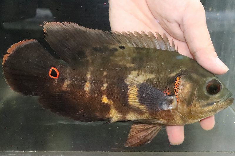 淡水魚 在庫処分 激安 No5 ブラジル便 ワイルドオスカー イガラッペアスー産 個体販売 21cm 大型魚 生体 熱帯魚 Nko ペットバルーン ネットショップ