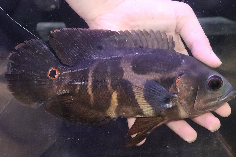 超人気 ±4-5cm 大型魚 生体 熱帯魚 NKO qdtek.vn