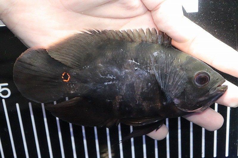 正規品 淡水魚 ブラジル ベレン便 ワイルド オスカー トカンチンス産 1匹 14cm 生体 大型魚 熱帯魚 Nko リアルサープラス Nepalraftar Com