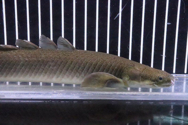 淡水魚 激安 激安 ビッグサイズ ポリプテルス セネガルス 個体販売 27cm 大型魚 生体 熱帯魚 Nko ペットバルーン ネットショップ