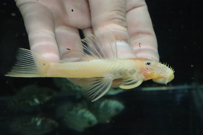 淡水魚 特価 大きめ アルビノミニブッシープレコ 個体販売 7ｃｍ プレコ 生体 熱帯魚 Nkｐ ペットバルーン ネットショップ