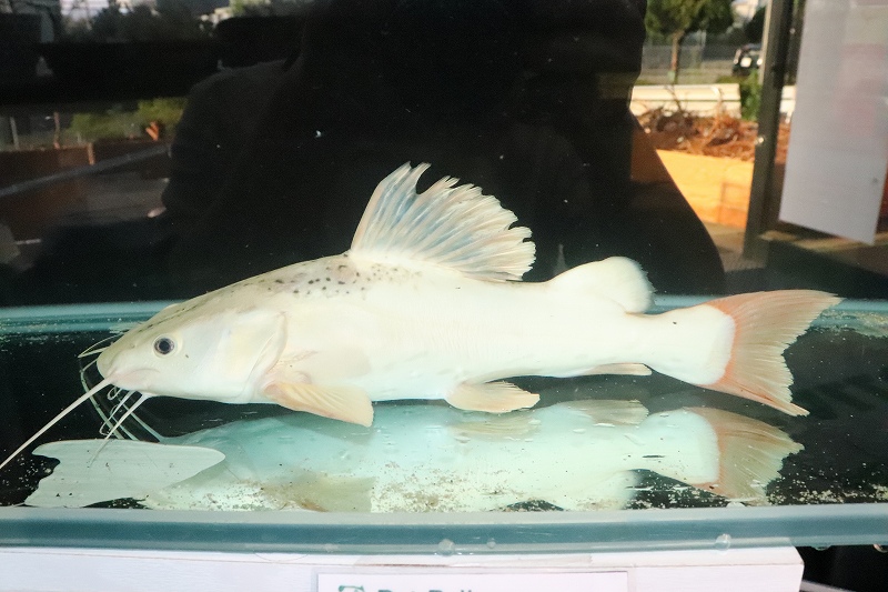 淡水魚 激レア 大きめ プラチナ レッドテールキャット 1匹 サンプル画像 28cm 大型魚 生体 熱帯魚 ｎｋｏ ペットバルーン ネットショップ