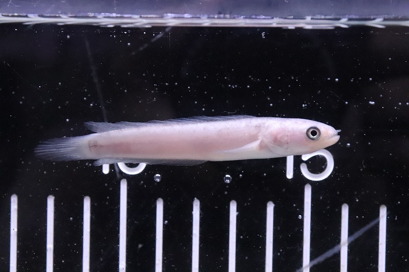 淡水魚 激レア No1 プラチナ コウタイ 個体販売 7cm 大型魚 スネークヘッド 生体 熱帯魚 Nko ペットバルーン ネットショップ