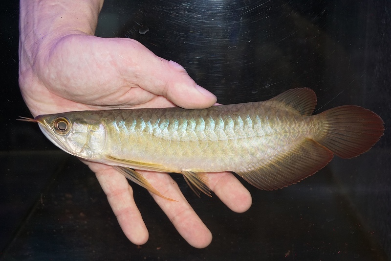 淡水魚 アジアアロワナ スーパーレッド19 cｍ 0 登録票付 個体販売 送料無料 生体 熱帯魚 Nko ペットバルーン ネットショップ