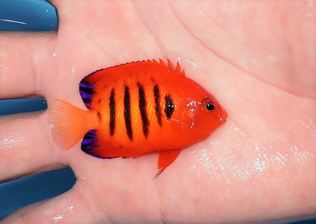 海水魚 ヤッコ 個体販売 状態良好 マクロス Smサイズ 幼魚