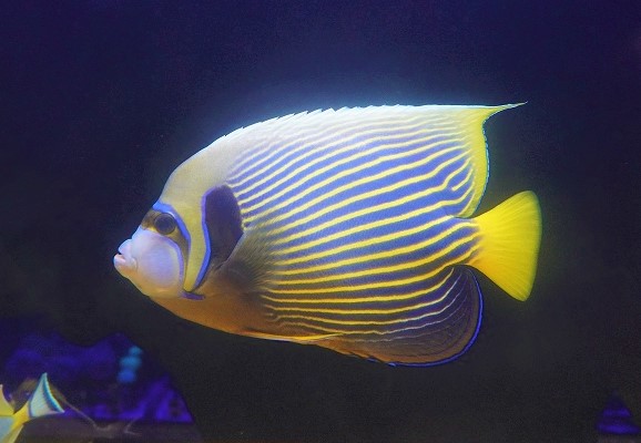 海水魚 スリランカ、マニラ便個体upしました‼️ | ペットバルーン ソルトウォーター アクアリウム