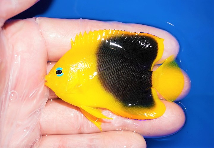 海水魚 カリブ便入荷分全てupしました | ペットバルーン ソルトウォーター アクアリウム