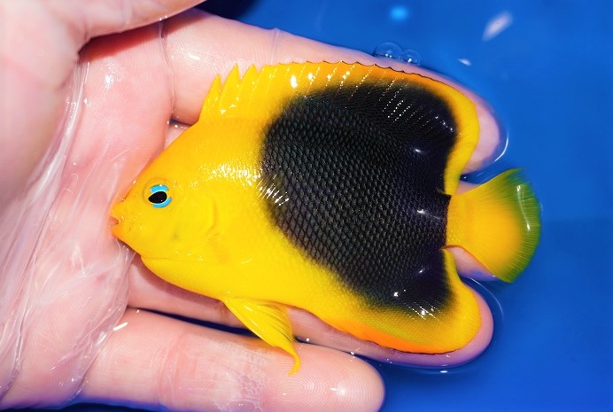 海水魚 カリブ便入荷分全てupしました | ペットバルーン ソルトウォーター アクアリウム