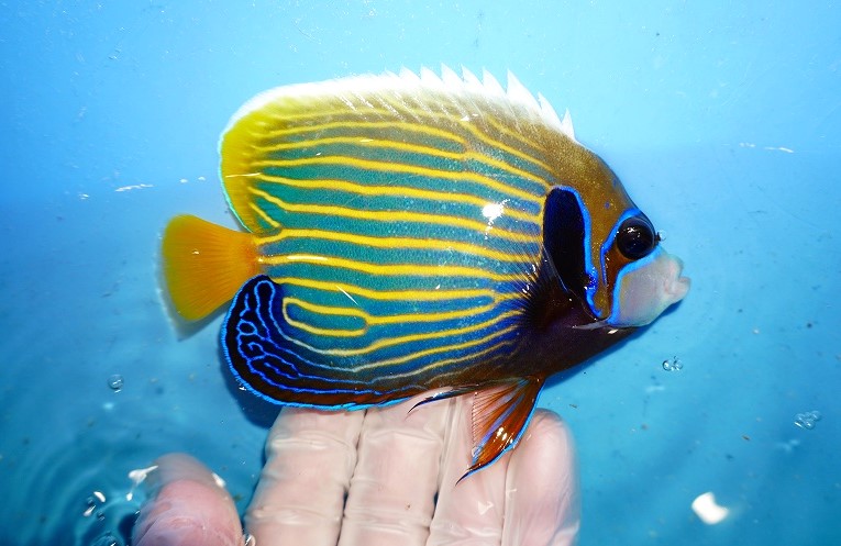 丹後の天然近海 海水魚 飼ってみませんか？ アオハタ幼魚 １匹 7～８cm程度 餌付け済 死着保障あり - 魚類、水生生物