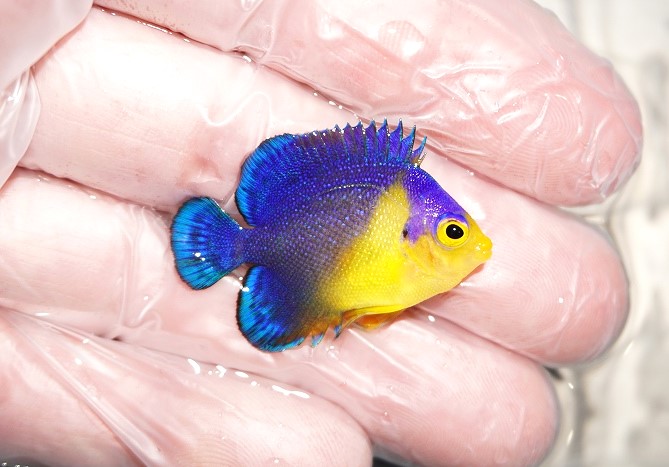 沖縄産スミレヤッコ ヤッコ 海水魚 - 東京都のその他