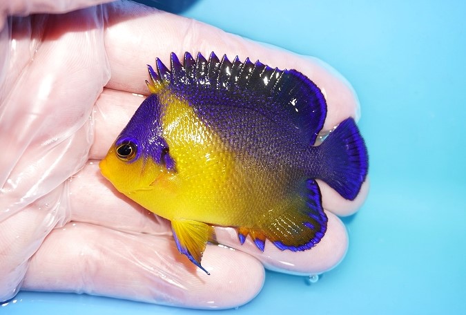 沖縄産スミレヤッコ ヤッコ 海水魚 - 東京都のその他