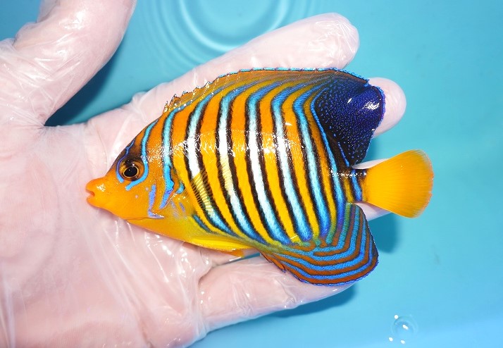 サマーセール10％オフクーポン対象商品【海水魚・ヤッコ】【通販】人工飼料OK♪インドニシキヤッコ（Mサイズ）(個体販売）（±10.5cm）No.12（ 生体）(海水魚) - ペットバルーン ネットショップ