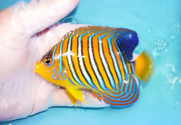 サマーセール10％オフクーポン対象商品【海水魚・ヤッコ】【通販】人工飼料OK♪インドニシキヤッコ（Mサイズ）(個体販売）（±11cm）No.16（生体 ）(海水魚) - ペットバルーン ネットショップ