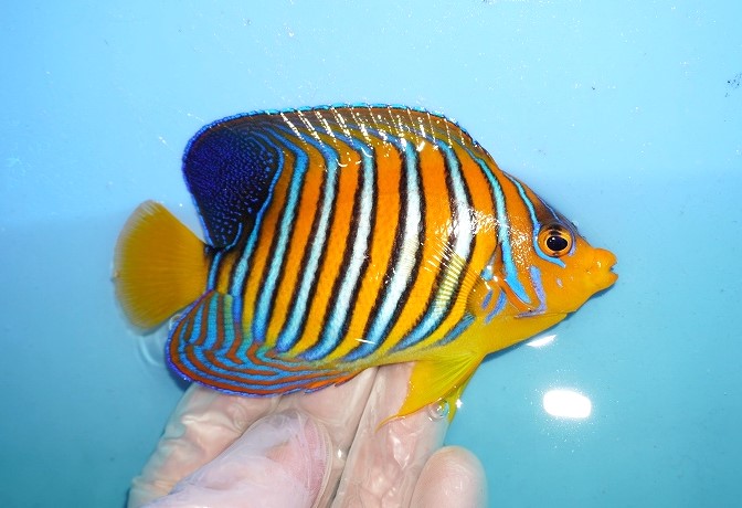 サマーセール10％オフクーポン対象商品【海水魚・ヤッコ】【通販】人工飼料OK♪インドニシキヤッコ（Mサイズ）(個体販売）（±11cm）No.16（生体 ）(海水魚) - ペットバルーン ネットショップ