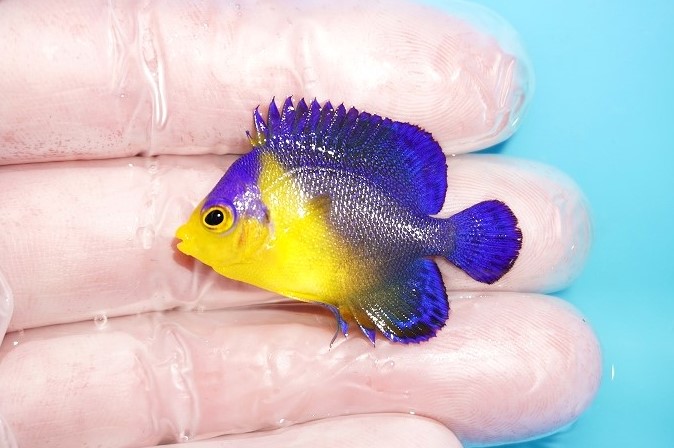 海水魚・ヤッコ】【通販】状態良好♪スミレヤッコ（XSサイズ）(個体販売）（±4cm）No.2（生体）(海水魚) - ペットバルーン ネットショップ