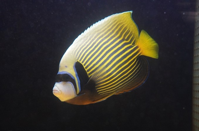 海水魚・ヤッコ】【通販】人工飼料OK♪タテジマキンチャクダイ（太平洋産/Lサイズ）(個体販売）（±21cm）No.1（生体）(海水魚) -  ペットバルーン ネットショップ