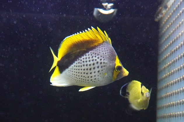 海水魚・チョウチョウオ】【通販】人工飼料爆食い♪マルケサンバタフライ（MLサイズ）(個体販売）（±8cm）（生体）(海水魚) - ペットバルーン  ネットショップ