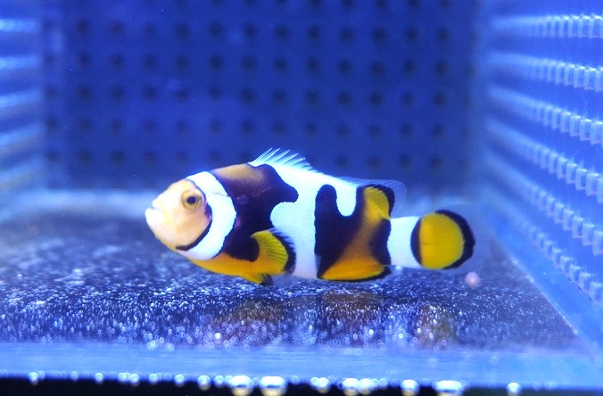 海水魚・クマノミ】【通販】人工飼料OK♪【国産ブリード】ブラックピカソクラウン（Sグレード）(個体販売）（±5cm）No.1（生体）(海水魚) -  ペットバルーン ネットショップ