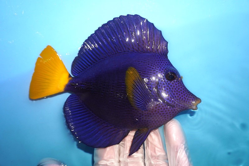 紅海産 パープルタン ハギ キイロハギ - 沖縄県のその他