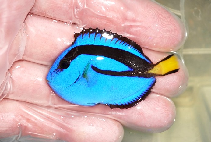 海水魚・ハギ】【通販】人工飼料OK♪ナンヨウハギ（SMサイズ）(個体販売）（±5.5cm）No.2（生体）(海水魚) - ペットバルーン ネットショップ