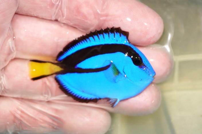 海水魚・ハギ】【通販】人工飼料OK♪ナンヨウハギ（SMサイズ）(個体販売）（±5.5cm）No.2（生体）(海水魚) - ペットバルーン ネットショップ