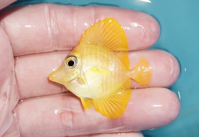 海水魚・ハギ】【通販】人工飼料OK♪ブリードキイロハギ（Sサイズ）(個体販売）（±4.5cm）No.2（生体）(海水魚) - ペットバルーン  ネットショップ