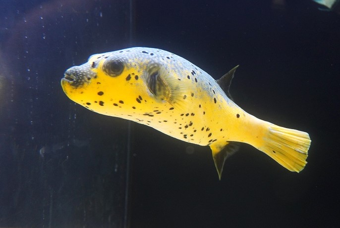 配送 海水魚生体その他