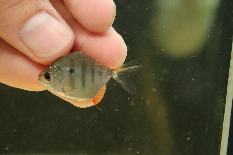 淡水魚 激レア 三尾タイプ タイガーメチニス 個体販売 3cm 大型魚 生体 熱帯魚 Nko ペットバルーン ネットショップ