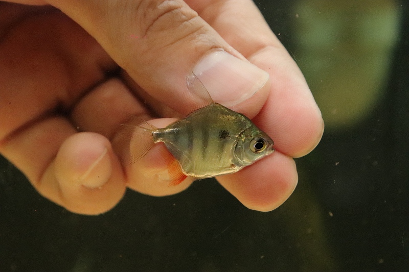 淡水魚 激レア 三尾タイプ タイガーメチニス 個体販売 3cm 大型魚 生体 熱帯魚 Nko ペットバルーン ネットショップ